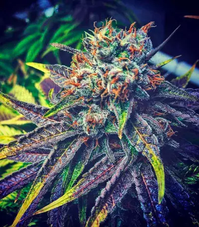 Master Kush regular (Nirvana Seeds)