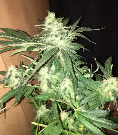 Orange Juice (Dinafem Seeds)
