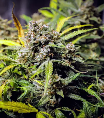 Original Auto Northern Lights (Fast Buds)