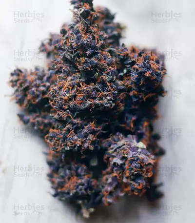 Purple Punch OG Seeds (Sweet Seeds)