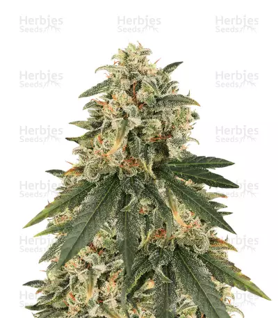 Sour Tang Kripple (Dr. Krippling Seeds)