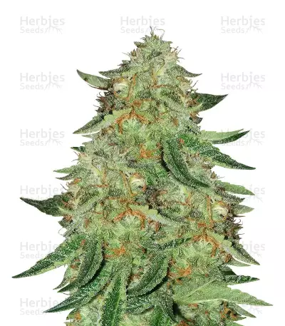 Alien Gorilla feminized seeds (Original Sensible Seeds)