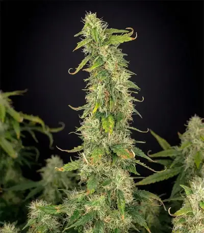 Amnesia Haze XL Auto (Zambeza Seeds)