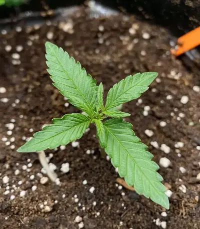 Auto Bruce Banner XXL feminized seeds