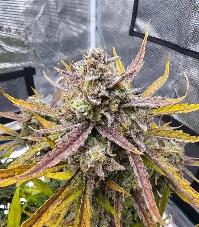 Banana Jealousy Auto RF3 feminisierte Samen (Ethos Genetics)