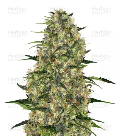 Semi femminizzati Black Budha