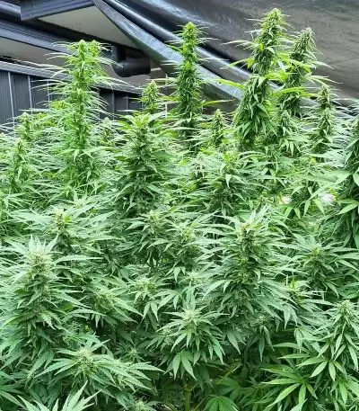 Sementes Feminizadas Blueberry Hill (Herbies Seeds)
