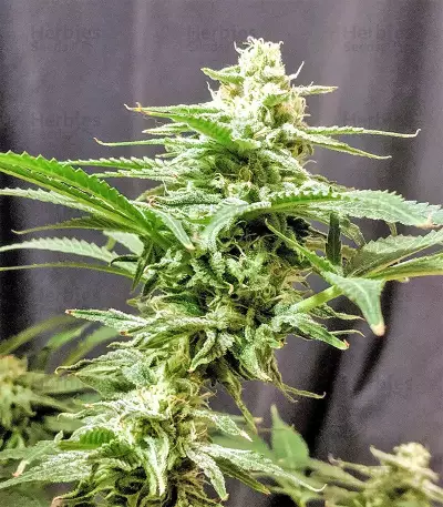 Graines de cannabis DJ’s Gold (DNA Genetics)