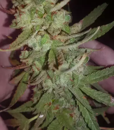 Semi femminizzati Do-G