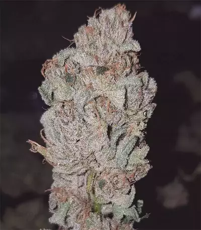 Dos Si Dos 33 Seeds (Barney's Farm)