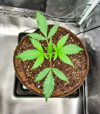 Durban Poison Seeds (Humboldt Seed Company)
