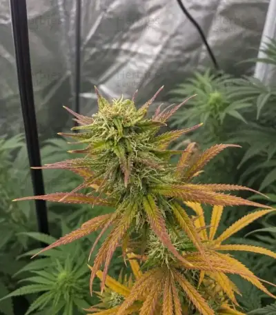 Durban Poison Seeds (Barney's Farm)