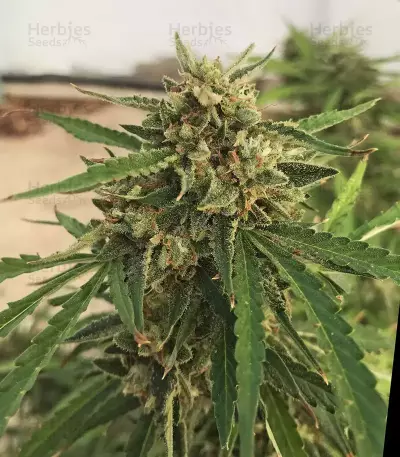 Gorilla Glue Auto (Auto Seeds)