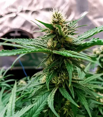 Gorilla G4 Fast Seeds
