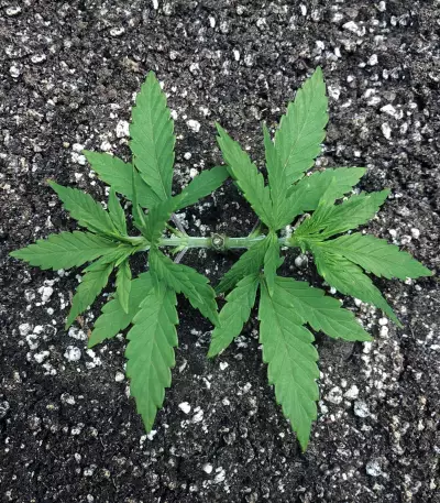 Grandaddy Purple