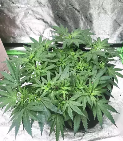Graines féminisées de Grandmommy Purple (Herbies Seeds)
