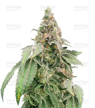 Heavy Kickers Mix Pack Seeds From Herbies Seeds