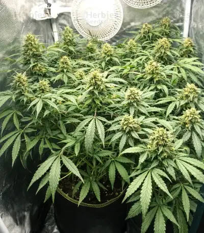 Highcloudz Auto Seeds