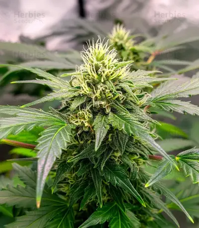 Melonade Runtz Auto Seeds