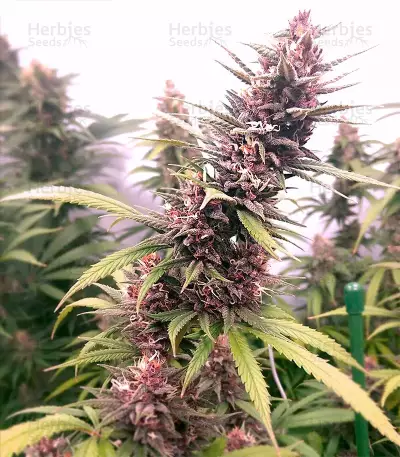 Mexican Sativa Seeds