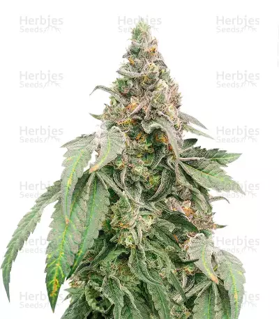 Mimosa Shot Feminized Seeds (Herbies Seeds)