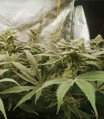 Mimosa x Orange Punch Seeds (Barneys Farm)