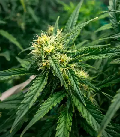 Northern Auto (BlimBurn Seeds)