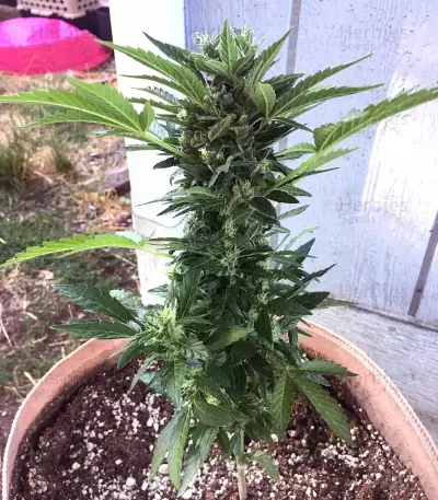 Northern Light Auto Seeds