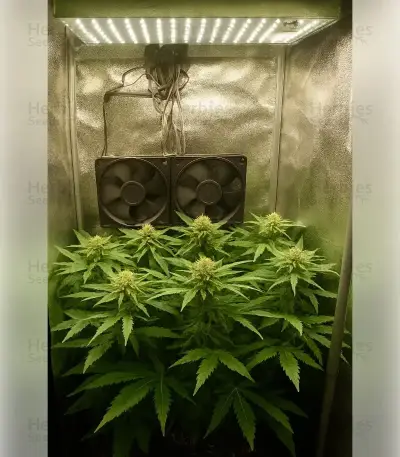 Northern Light Automatic Seeds (RQS)