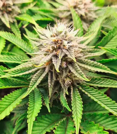 Sementes Feminizadas de Orange Cream Pop (Humboldt Seed Company)