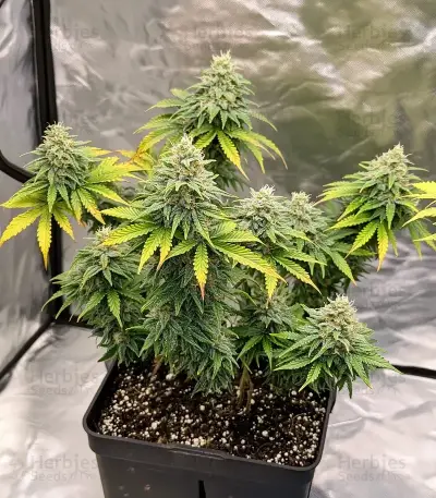 Orange Sherbet FF Seeds