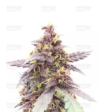Purple Lemonade Poison Autoflower Feminized Seeds (Seedkeepers)
