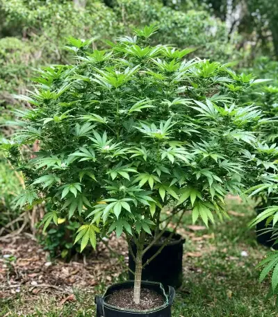 Rainbow Candy (Growers Choice)