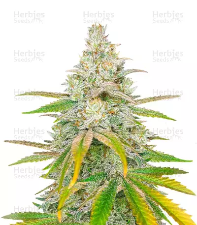 Sativa Mix feminizada (Herbies Seeds)