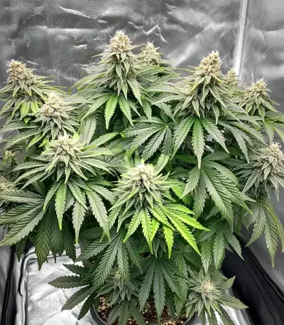 Sour Diesel (RQS) Cannabis-Samen