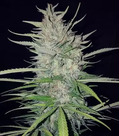 White Widow Original feminized seeds