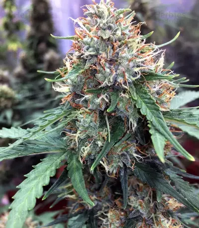 Semi femminizzati Z (Blackskull Seeds)