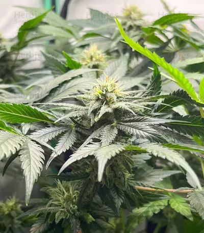 Super Silver Haze (Herbies Seeds)