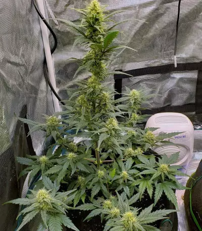 Sweet Gelato Auto Seeds