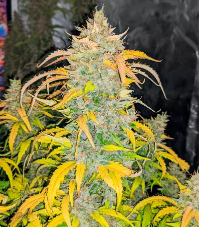 NY Diesel Autoflower (Herbies Seeds)