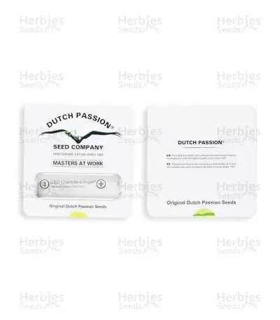 CBD Charlotte’s Angel seeds