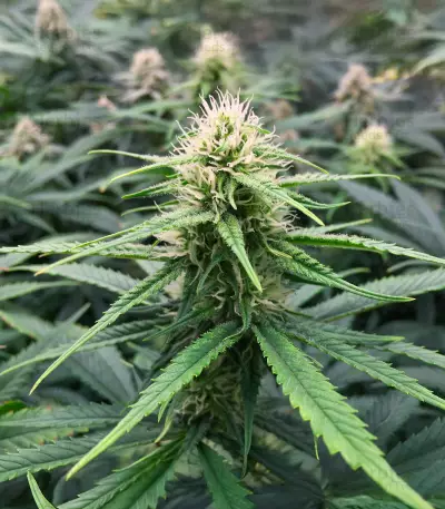 Semi Femminizzati Northern Lights 10 of 10 (Seedkeepers)