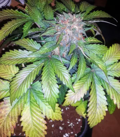 24 Carat Auto (Mephisto Genetics)