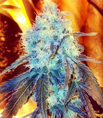 Critical Kush Seeds (Royal Queen Seeds)