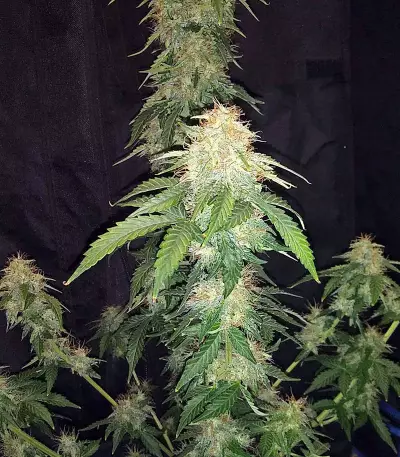 Original Auto Russian Seeds