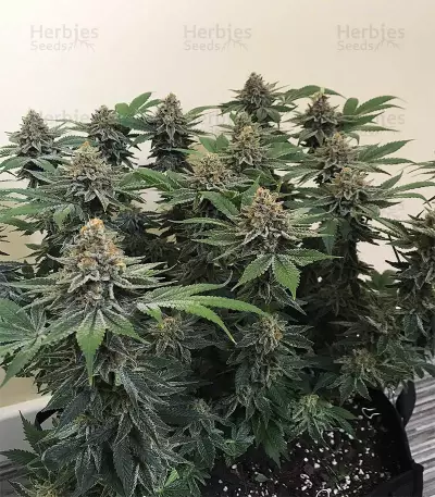 Ayahuasca Purple