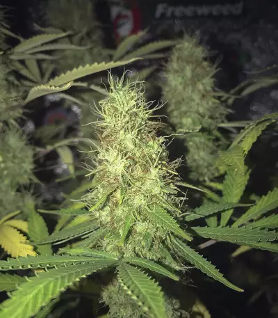 Cali Bay Dream feminized seeds