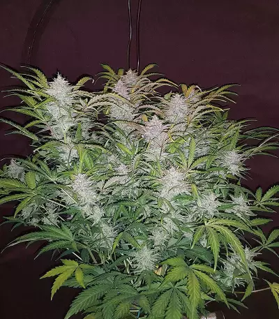 Auto Pineapplegum (Blackskull Seeds)