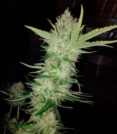 Graines de cannabis Big Bomb (Bomb Seeds)