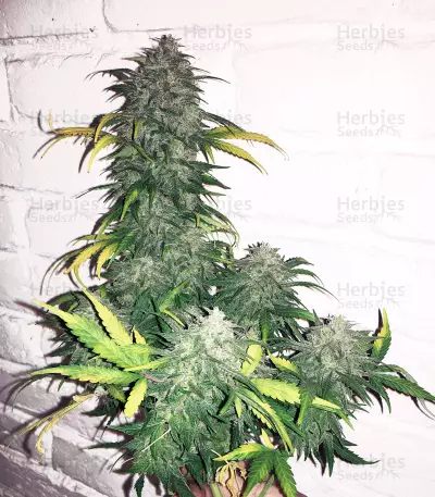 Semi femminizzati Chemdogging Auto